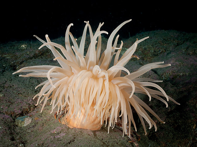 are sea ANEMONES plants or animals? - Fun fact info